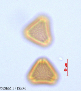 Psidium guajava - lame n° 47100